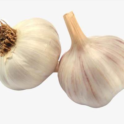 China 2022 Fresh Appropriate Price Good Quality Natural Peeling Fresh Garlic for sale