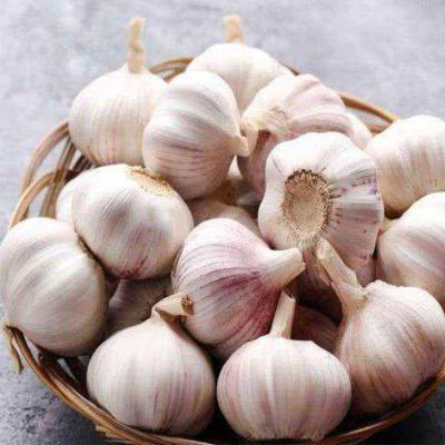 China China Cheapest Fresh Pure Natural White 3p Garlic for sale