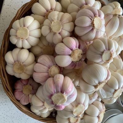 China Newest Fresh Chinese Fresh Garlic White Garlic With Best Quality for sale