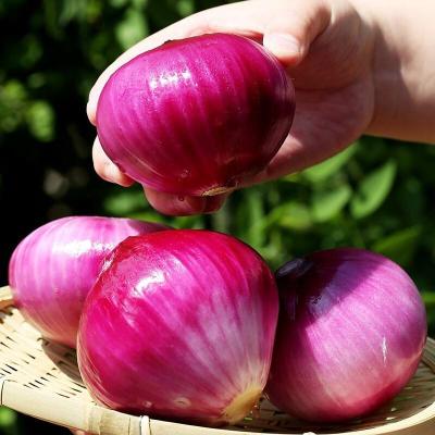 China Top Lush Exporter Fresh 100% Fresh Red Onion for sale