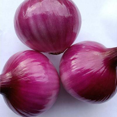 China Fresh high quality fresh red onions for sale