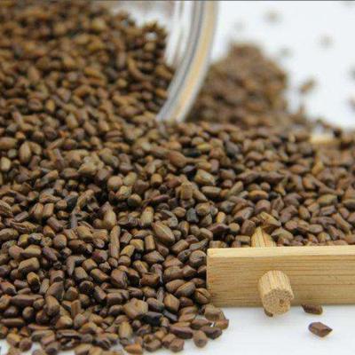 China Semen Cassia Tora Seeds Best Price For Whole Dry Cassia Seed Tea for sale