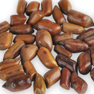 China Premium Quality Natural Dry Cassia Seed For Herbal Tea for sale