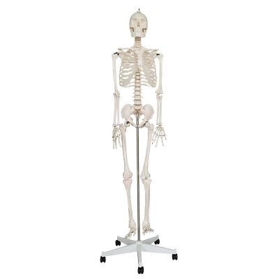 China Medical School Bilological Education Human Skeleton Model (170cm) with stand /biological life size skeleton model for sale