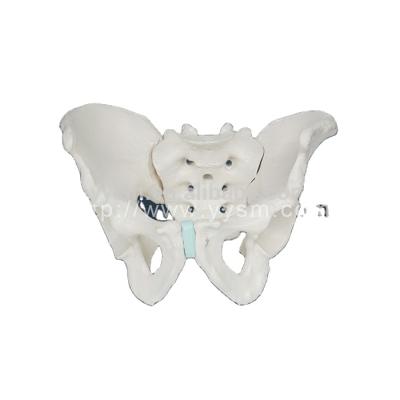 China Multi Type Teaching Pelvis Model Skeletal Model Pelvis Manufacturer Human Pelvic Model 3339 for sale