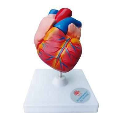 China Life Size PVC 2 Part Human Heart Model Biological Model Heart Anatomy Model for sale