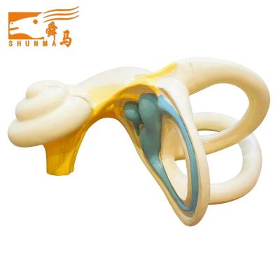 China Medical Science Teaching Models Enlarge Ear Model Human Inner Ear Model 3313 for sale