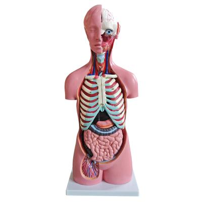 China 18pcs SM-203 Unisex Human Anatomy Torso Model 85CM Human Anatomy Scientific Model for sale