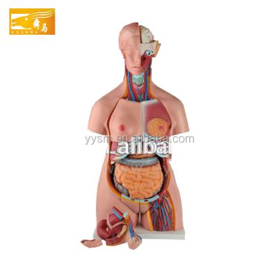 China 85CM Unisex Anatomy Human Model Human Genital Model For Sale SM-204 for sale