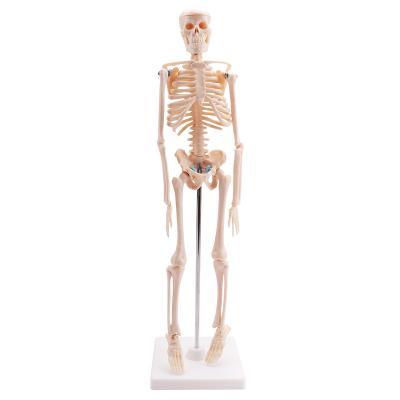 China Children Medical School Bilological Education Skeleton Model (42cm) Human Skeleton Biological Models for sale