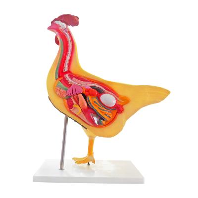 China Students understand chicken structure anatomical model of animal medical science education animal anatomical model for sale