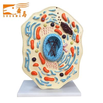 China Animal anatomical model medical education enlarge animal cell J3216 model for sale