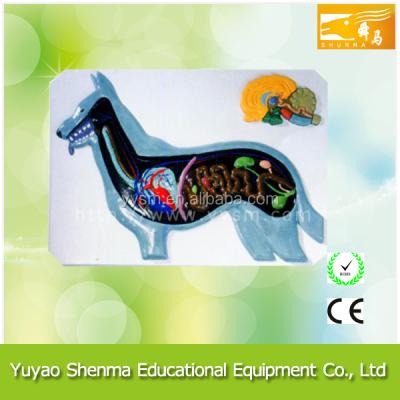 China Educational wholesale dog biology animal anatomical model for sale 3118 for sale