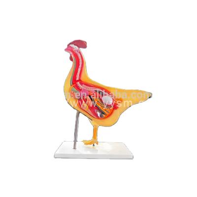 China Animal Anatomical Model For Since Students Learning Chicken Chiken Model Model for sale