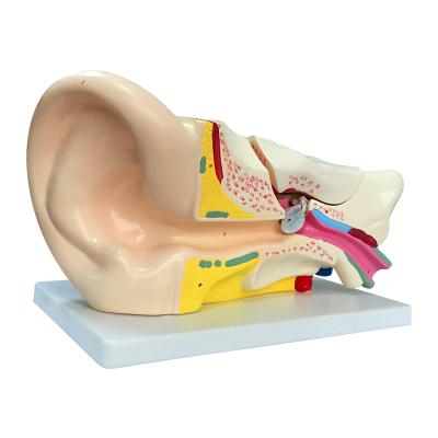 China Uderstanding teaching patient of histology medical education plastic giant ear model 3D anatomical human ear model 6 times enlarge model for sale