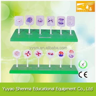 China Plant Cell Division Model Lab Education Enlarge Plant Cell Model 3224-2 for sale