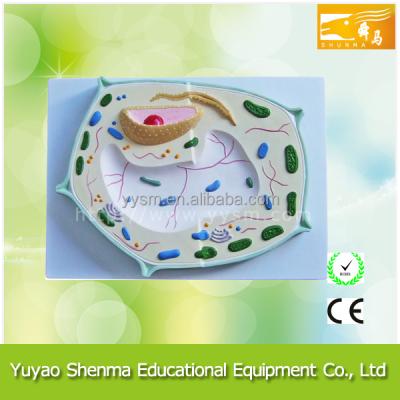 China Plant Anatomical Model Biological Teaching Enlarge Plant Cell Model 3221 for sale