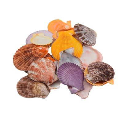 China China Housing Big Sea Shell Custom Shell Packing Products Natural Shell for sale