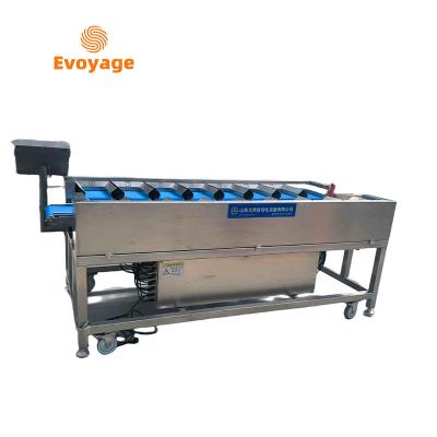 China Snack food factory Weight sorter weighing scales mushrooms fruit potato tomato frozen meat Conveyor belt type sorting combination machine for sale