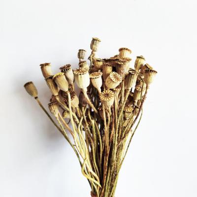 China Flora Wholesale Summer Flower Natural Dry Indoor Decorative Corn Poppy Dried Flowers For Home Decoration for sale