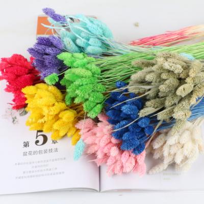 China Decorate Flower Gemstone Grass Natural Dried Floral Colorful For Photography Tools DIY Home Decor Dried Pampas Grass Decor Baby Pampas for sale