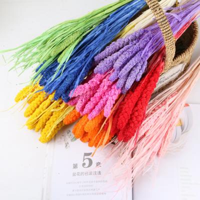 China Beautiful Colorful Most Popular Highlander Preserved Dried Millet Ties Natural Spike Wedding Decoration Sorghum Dried Millet Millet Flowers for sale