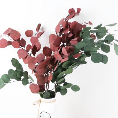 China Wedding Flower Arrangements Eucalyptus Branches Apple Leaves Eucalyptus Coloring Leaves Round Leaves Decoration for sale