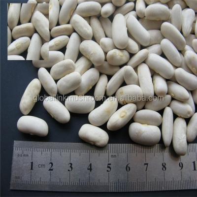 China Kidney Bean Dried White Raw Beans China Product for sale