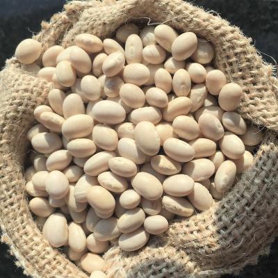 China Navy Dried Kidney Beans Chinese Wholesale Supplier of Kidney Beans for sale