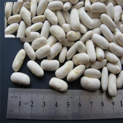 China New Culture Dry Spanish White Bush Beans Dried Bush Beans for sale