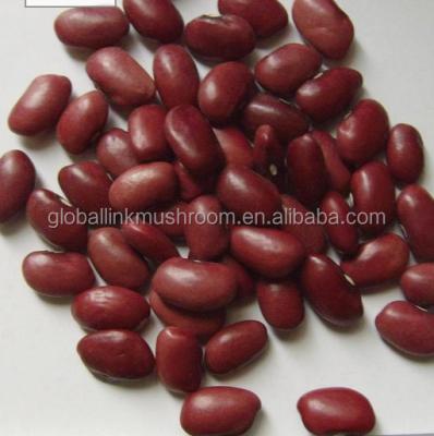 China New Culture Dry Kidney Bean Red British Red Baens for sale