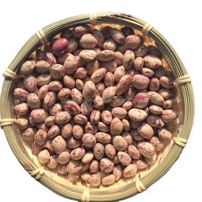 China American Round Light Dry Spotted Kidney Beans for sale