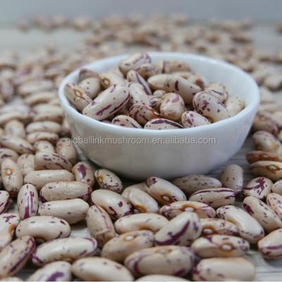 China LSKB Light Round Dwarf Spotted Kidney Beans For India | Pakistan | Yemen for sale