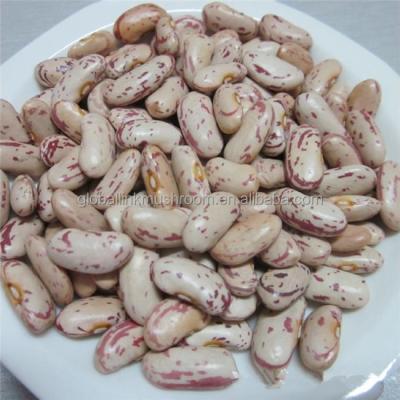 China Yemen LSKB Dry Market for sale