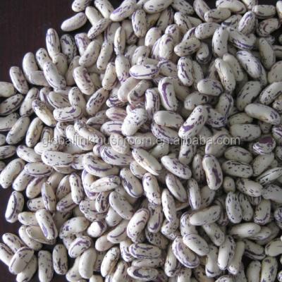 China New Dry Culture LSKB Long Form Light Spotted Bush Beans for sale