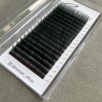 China Full Volume Ombre Green Colored Private Label Colored Russian Individual Volume Mix Color Eyelash Extension for sale