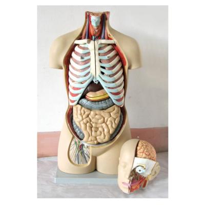 China Detailed Anatomy Structures 85cm 19 Part Human Anatomical Model Bare Back Trunk / Asexual Torso Model for sale