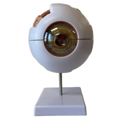 China Durable Plastic Human Eye Anatomy Model for sale