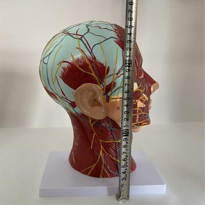 China Durable Teaching Head of Simulation Severed Medical Head Model Midline Sagittal Main Anatomy Embossed Skull Model for sale