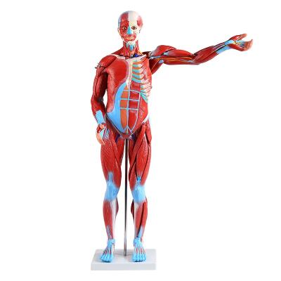 China Detailed Anatomy Structures 80CM 27 Parts Human Male Muscle And Organs Demonstration Medical Teaching Model for sale