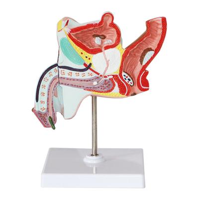 China Durable Models Human Prostate Organ Male Genital Reproductive Anatomy Anatomy Model for sale