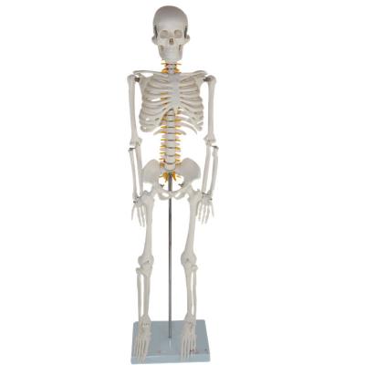 China Teaching Human Skeleton Life Size Human Anatomy Model Skeletal Model for sale