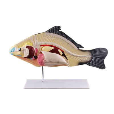 China Durable Fish Anatomical Model Plastic Animal Teaching Anatomical Model for sale