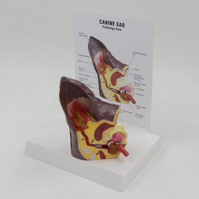 China Durable Advanced Animal Health Care Dog Ear Anatomical Canine Model for sale