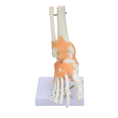 China Durable Anatomical Human Foot Joint Skeletal Model With Ligament , PVC Bone Model for sale