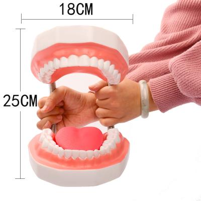 China Dental Clinic Plastic Dental Model Of Teeth , 28 Tooth Dental Model 6X Tongue Can Be Pulled Out for sale