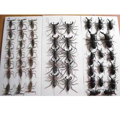 China Teaching aid the real and natural different specimen teaching insect educational dry specimen for sale