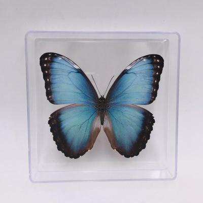 China Decorate the real butterfly specimen from the real dry insect natrual specimen in the plastic box for decoration for sale