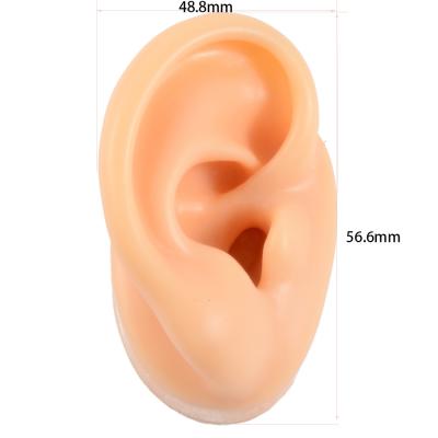 China Medical Model Realistic Gel Ear Silicon Model for sale