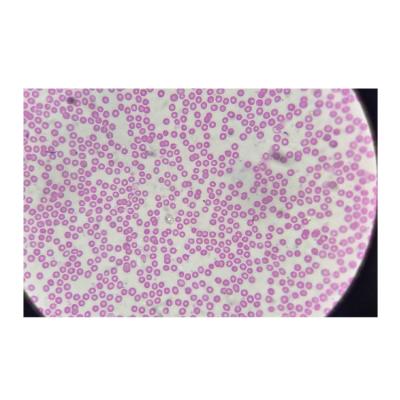 China Microscope Accessories Special Staining Contrast Animal Blood Smear Prepared Microscope Slides for sale